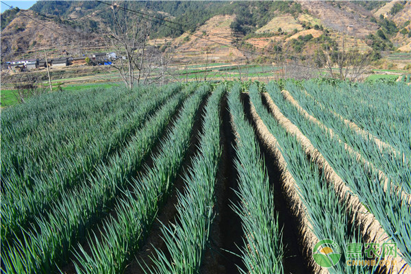如何種植章丘大蔥？-圖片版權(quán)歸惠農(nóng)網(wǎng)所有