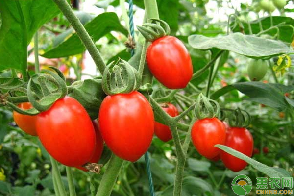 番茄中后期施肥方法-圖片版權(quán)歸惠農(nóng)網(wǎng)所有