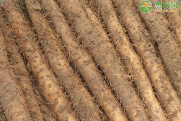 山藥是幾月份種植的？怎么種植？-圖片版權(quán)歸惠農(nóng)網(wǎng)所有