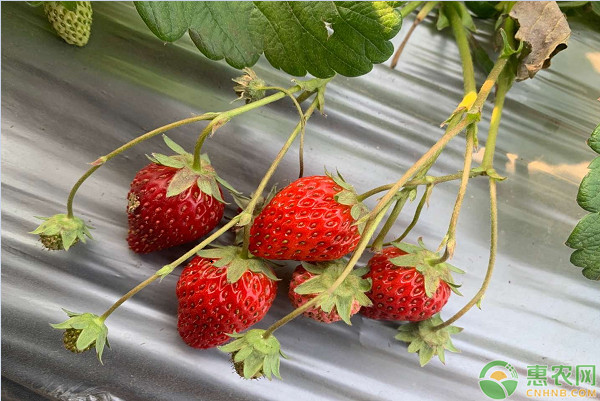 草莓大棚是怎么種植的？-圖片版權(quán)歸惠農(nóng)網(wǎng)所有