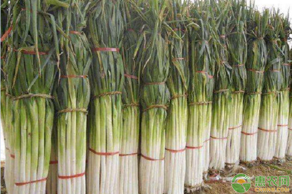 大蔥怎么種植才能又粗又壯？-圖片版權(quán)歸惠農(nóng)網(wǎng)所有