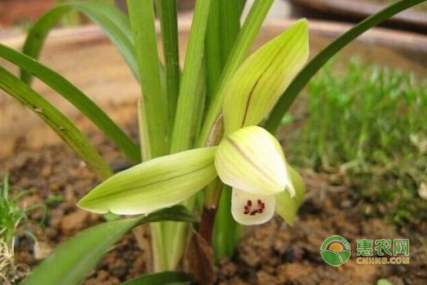 蘭花怎么種植？-圖片版權(quán)歸惠農(nóng)網(wǎng)所有