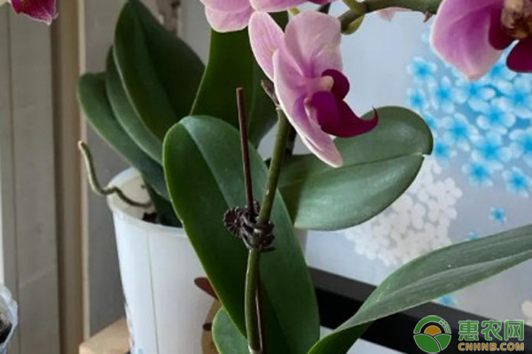 如何种植蝴蝶兰？-图片版权归惠农网所有
