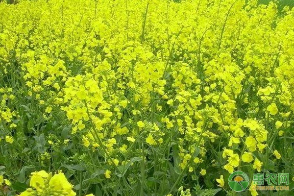 種油菜用什么肥料好能高產(chǎn)？-圖片版權(quán)歸惠農(nóng)網(wǎng)所有
