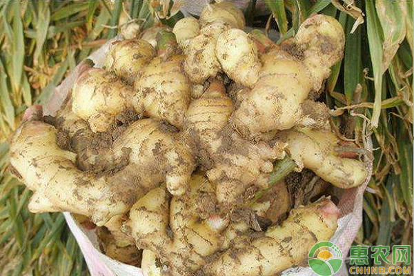 姜怎么种植才能高产？-图片版权归惠农网所有
