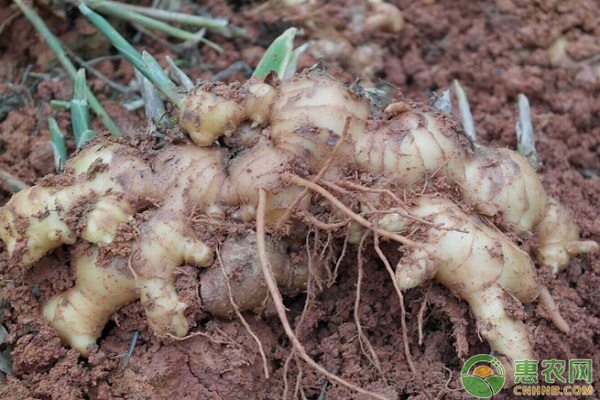 姜怎么种植才能高产？-图片版权归惠农网所有