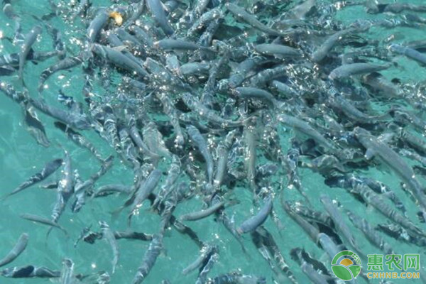 怎么判斷魚苗是否吃飽？-圖片版權(quán)歸惠農(nóng)網(wǎng)所有
