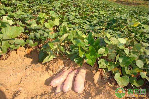 红薯怎么种植才能高产？-图片版权归惠农网所有