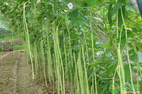 豆角怎么種植才能高產？-圖片版權歸惠農網(wǎng)所有