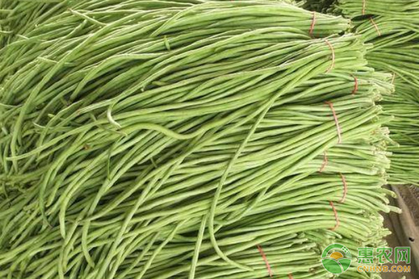 豆角怎么種植才能高產？-圖片版權歸惠農網(wǎng)所有
