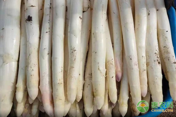 蘆筍怎么種？什么時(shí)間種？-圖片版權(quán)歸惠農(nóng)網(wǎng)所有