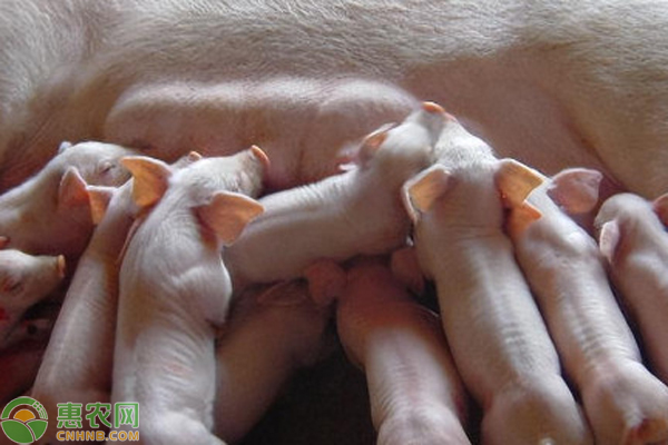 母豬下崽后不吃食是怎么回事？-圖片版權(quán)歸惠農(nóng)網(wǎng)所有