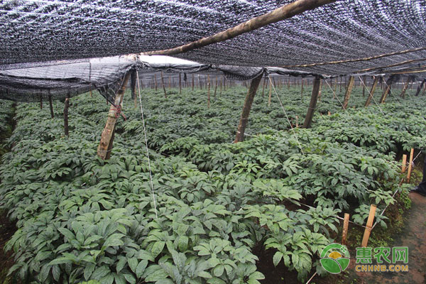 田七的种植方法-图片版权归惠农网所有