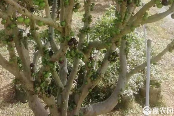 嘉宝果树种植方法和技术-图片版权归惠农网所有
