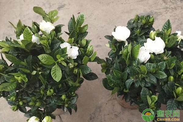 橘子皮泡水澆花有什么好處和壞處？-圖片版權(quán)歸惠農(nóng)網(wǎng)所有