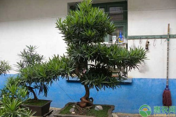 盆栽羅漢松怎么養(yǎng)護(hù)？-圖片版權(quán)歸惠農(nóng)網(wǎng)所有