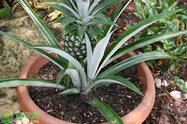 自己怎么種菠蘿？-圖片版權歸惠農(nóng)網(wǎng)所有