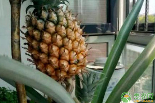 自己怎么種菠蘿？-圖片版權歸惠農(nóng)網(wǎng)所有