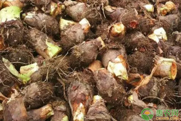 荔浦芋頭種植技術(shù)與管理-圖片版權(quán)歸惠農(nóng)網(wǎng)所有