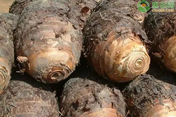 荔浦芋頭種植技術(shù)與管理-圖片版權(quán)歸惠農(nóng)網(wǎng)所有