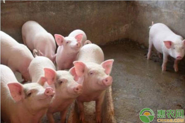 散养猪最好的养殖方法-图片版权归惠农网所有