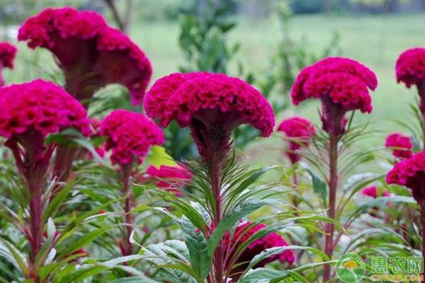 雞冠花的種植方法及時間-圖片版權(quán)歸惠農(nóng)網(wǎng)所有