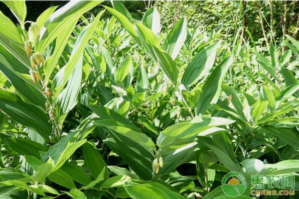 黄精的种植方法及季节-图片版权归惠农网所有