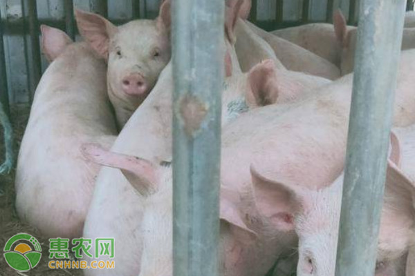 养猪的饲养方法-图片版权归惠农网所有