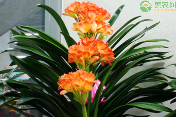 君子蘭種植方法和種植時間-圖片版權(quán)歸惠農(nóng)網(wǎng)所有