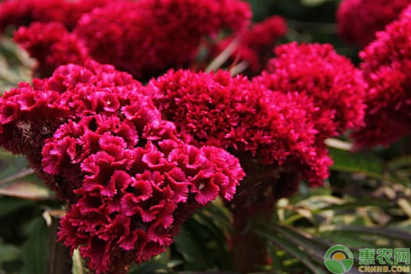 雞冠花的種植方法及時間-圖片版權(quán)歸惠農(nóng)網(wǎng)所有