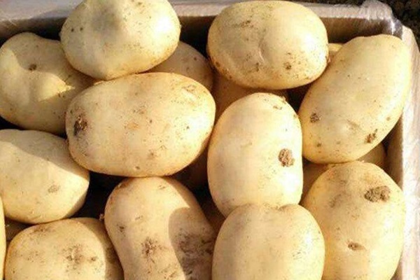 土豆生长在哪里？