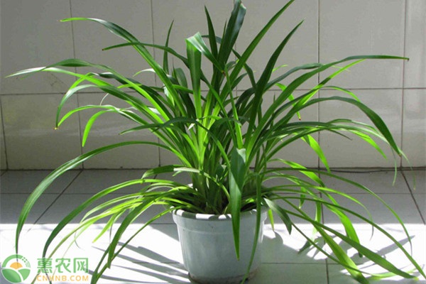 吊蘭的種植方法和技巧-圖片版權(quán)歸惠農(nóng)網(wǎng)所有