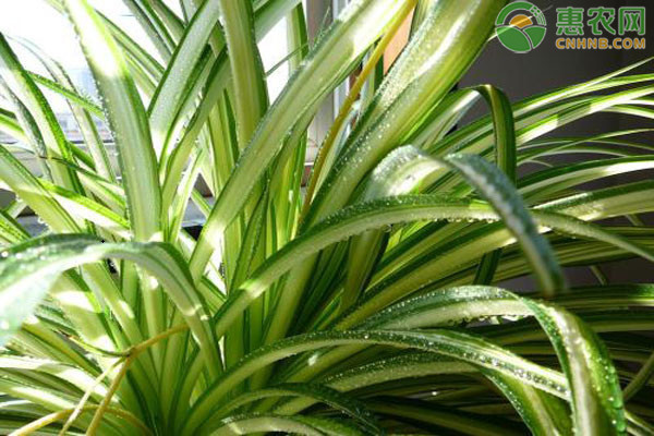 吊蘭的種植方法和技巧-圖片版權(quán)歸惠農(nóng)網(wǎng)所有