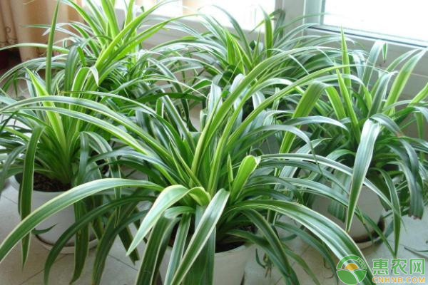 吊蘭的種植方法和技巧-圖片版權(quán)歸惠農(nóng)網(wǎng)所有