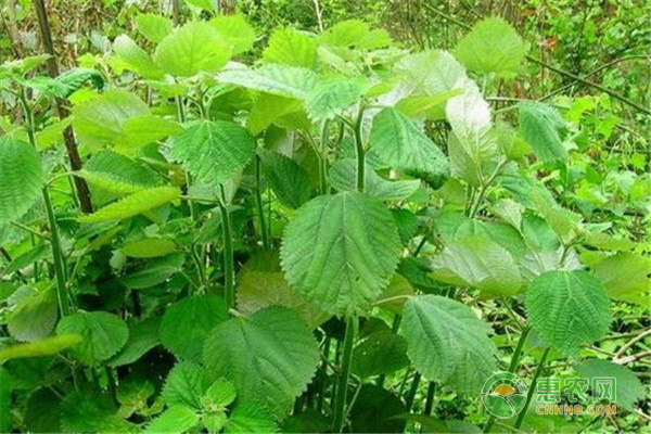 苧麻的繁殖技術(shù)-圖片版權(quán)歸惠農(nóng)網(wǎng)所有