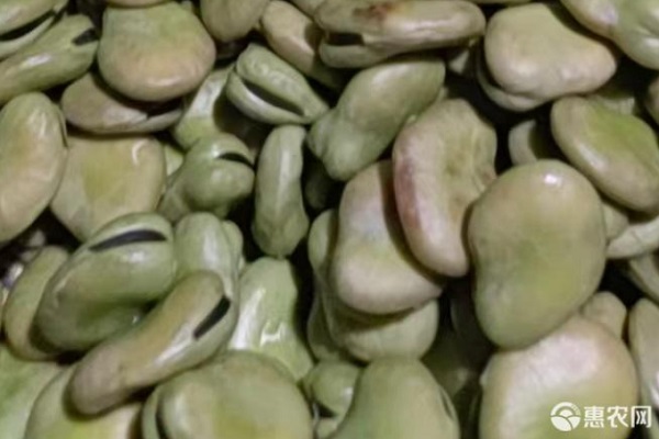 蠶豆催芽的最佳方法-圖片版權(quán)歸惠農(nóng)網(wǎng)所有