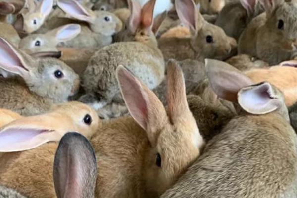养兔子的成本有多高？利润有多高？