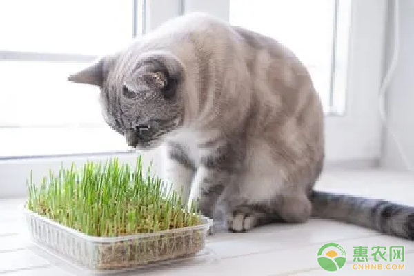 猫草怎么种植方法？-图片版权归惠农网所有