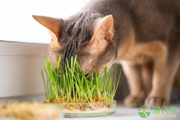 猫草怎么种植方法？-图片版权归惠农网所有