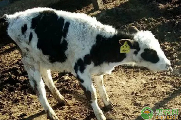 新生犢牛頻繁喘氣的原因是什么？如何預防？-圖片版權歸惠農(nóng)網(wǎng)所有