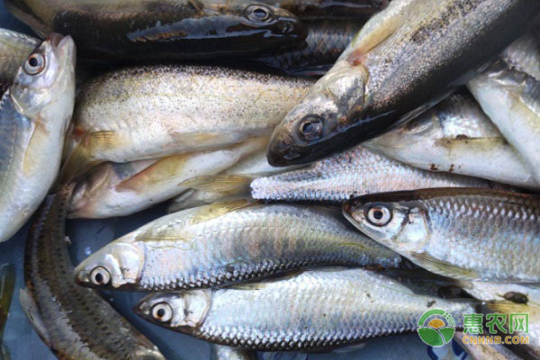 馬口魚的養(yǎng)殖技術-圖片版權歸惠農網所有