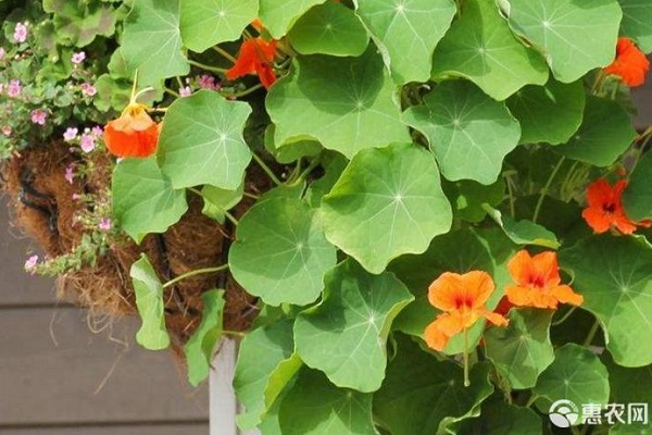 旱蓮花怎么種植方法-圖片版權(quán)歸惠農(nóng)網(wǎng)所有