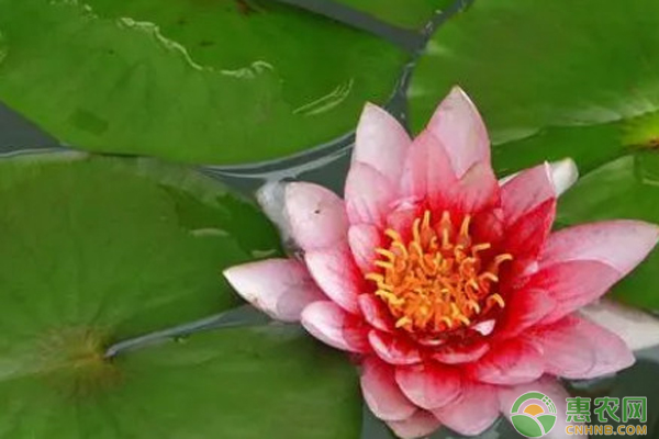 睡蓮什么時候種最合適？-圖片版權(quán)歸惠農(nóng)網(wǎng)所有