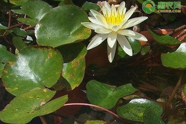 睡蓮什么時候種最合適？-圖片版權(quán)歸惠農(nóng)網(wǎng)所有