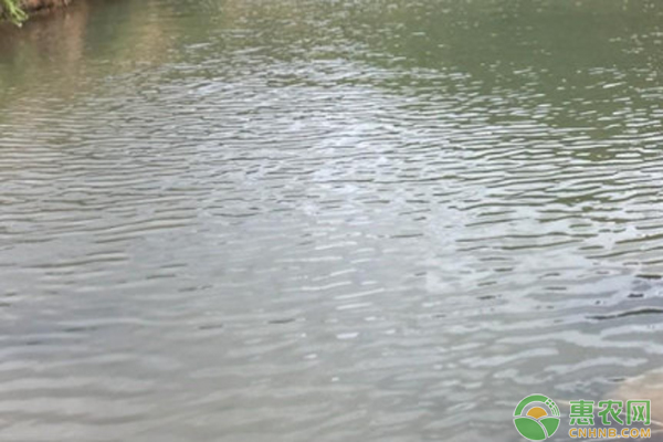 魚塘水肥不起來怎么辦？-圖片版權歸惠農(nóng)網(wǎng)所有