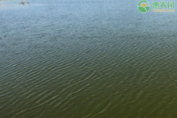 魚塘水肥不起來怎么辦？-圖片版權歸惠農(nóng)網(wǎng)所有