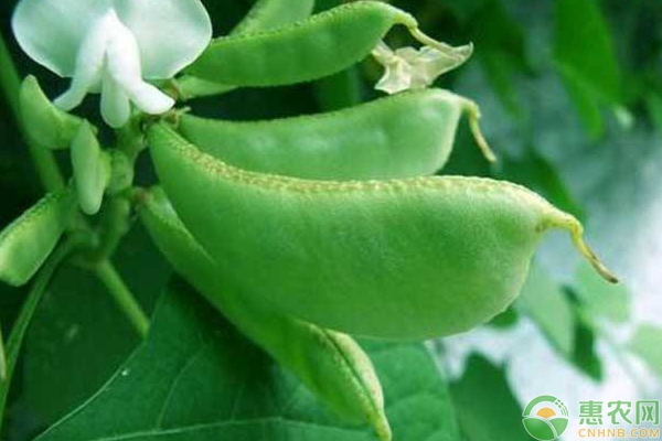 花豆的种植时间和方法-图片版权归惠农网所有
