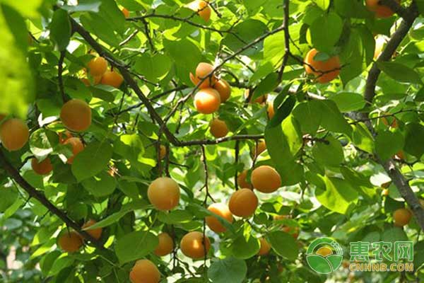 杏園的管理技術-圖片版權歸惠農(nóng)網(wǎng)所有