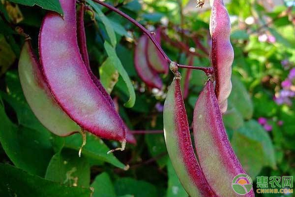 花豆的种植时间和方法-图片版权归惠农网所有