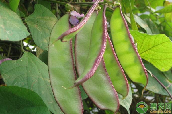 花豆的种植时间和方法-图片版权归惠农网所有